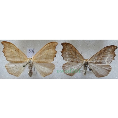 Falcaria lacertinaria (Linnaeus, 1758) pair Wycinka jaszczurówka Czech50j